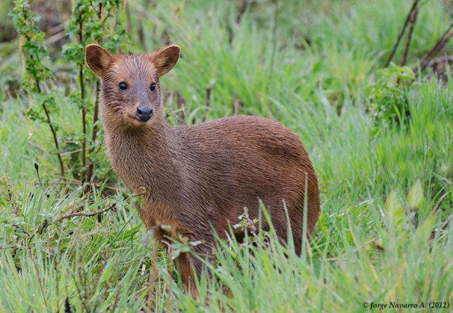 Vecinos denuncian brutal asesinato y empalamiento de un pudú en Hornopirén