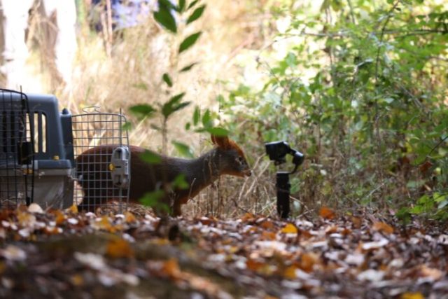 Tres pudúes afectados por incendios forestales retornan a su hábitat tras rehabilitación