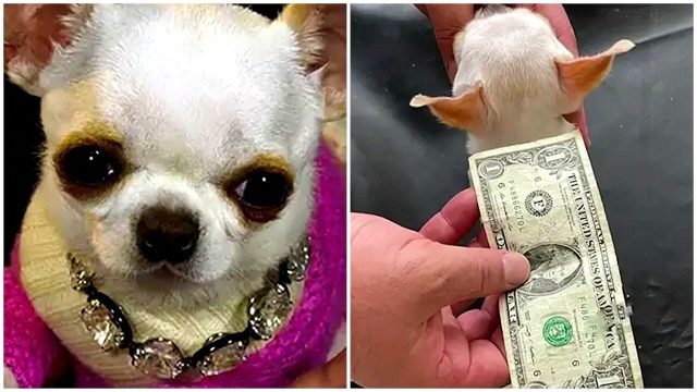 Conoce a Pearl, la perrita más pequeña del mundo, es una chihuahua de 2 años (VIDEO)