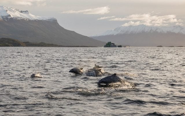 Expertos oceánicos apoyan creación de ley sobre biodiversidad y áreas protegidas sin salmoneras