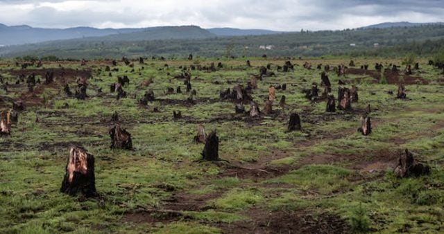 Día Internacional de la Biodiversidad: No basta con «conservar», hay que restaurar ecosistemas y cambiar modo de vida