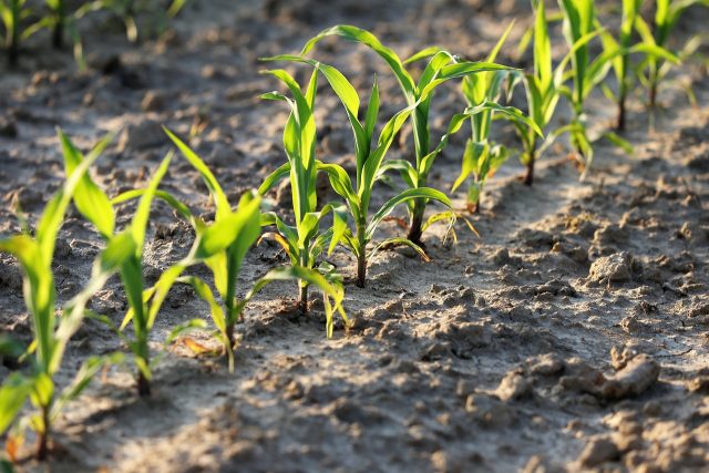 Cambio climático genera variación en las estaciones del año en Chile e inminente peligro para la agricultura