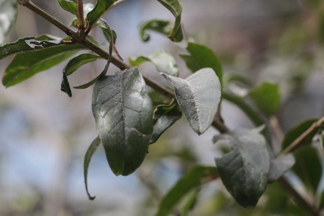 Disponen de 30 mdp en Puebla para productores afectados por el volcán