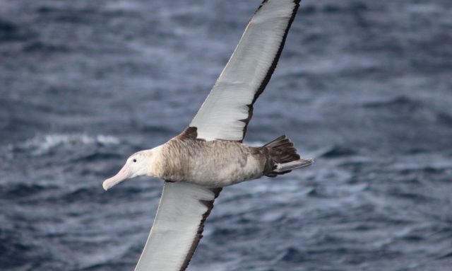 Brasil declara emergencia zoosanitaria por gripe aviar