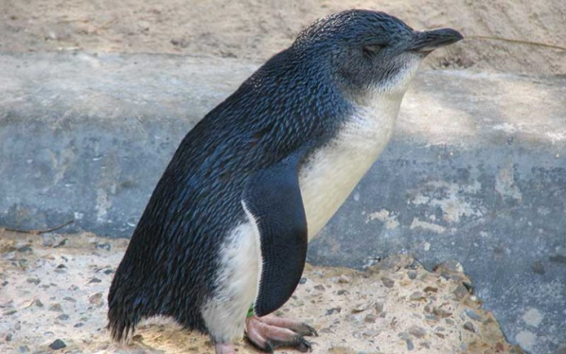 ¿Descubren nueva especie?: Investigadores encuentran peculiar cráneo de diminuto pingüino que vivió hace 6 a 9 millones de años en la costa de Atacama