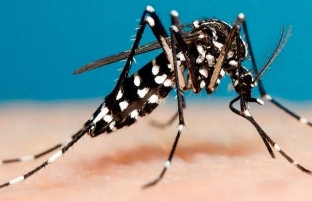 Mosquito del dengue en Chile ¿Hay realmente una amenaza sanitaria para el país?