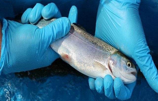 Sernapesca realiza campaña para el uso responsable de antibióticos en la industria salmonera 