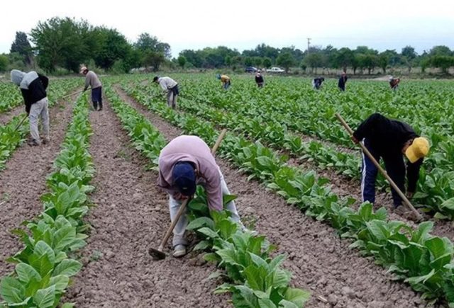 Tabaco mata a 8 millones cada año, con inversiones gubernamentales