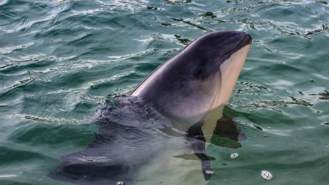 Por vaquita marina, Estados Unidos podría poner embargo a México