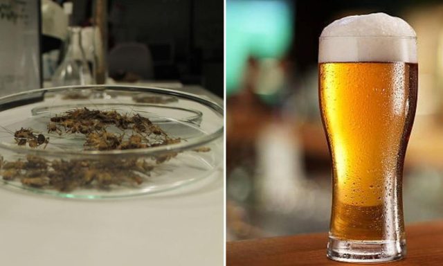 De México para el mundo: crean cerveza a base de grillos