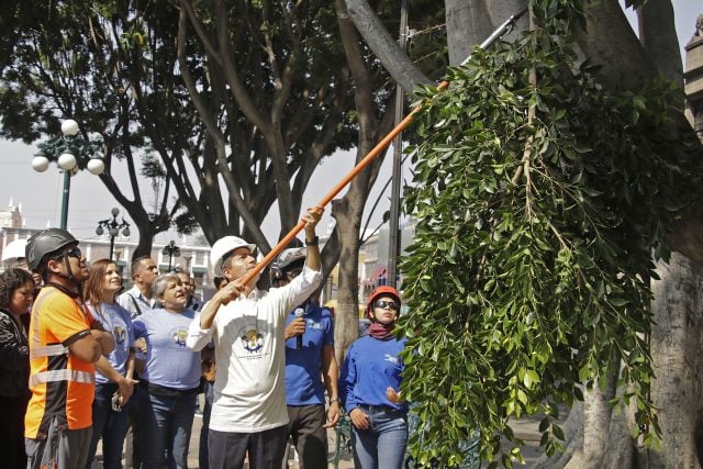 Comuna poblana se carga seis árboles del zócalo “por error”