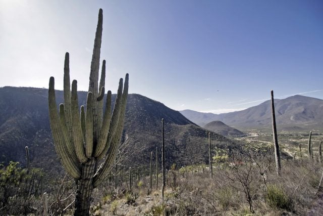 La 4T trascenderá por aumentar áreas naturales protegidas: AMLO