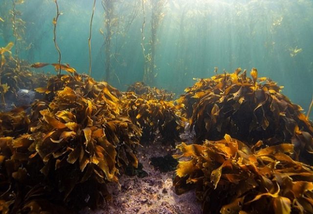 El enigmático tesoro submarino de Chiloé: Los secretos de los cochayuyos y huiros