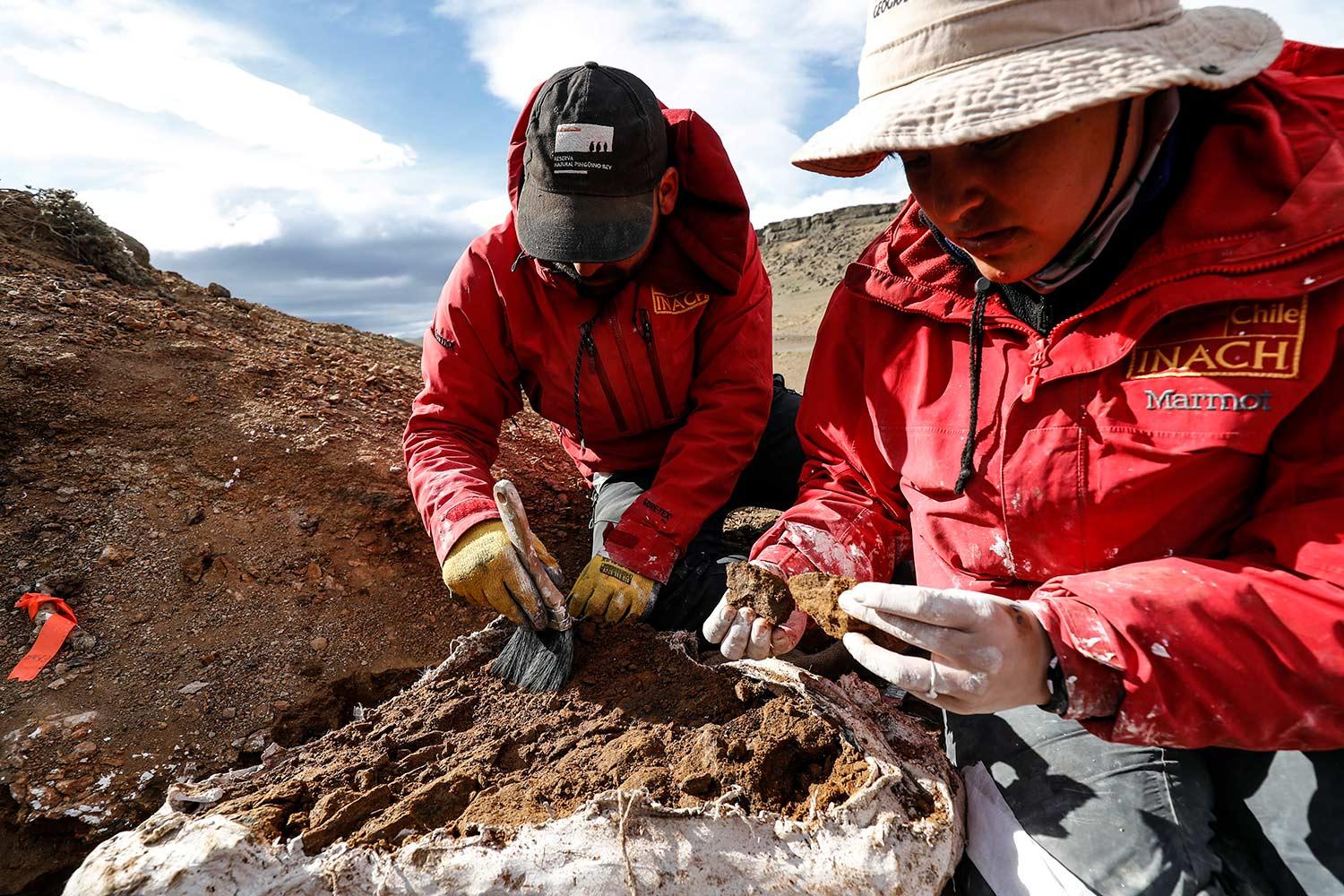 De Chile Para El Mundo Descubren Nueva Especie De Dinosaurio Que Vivió En La Patagonia Y Revela 9880