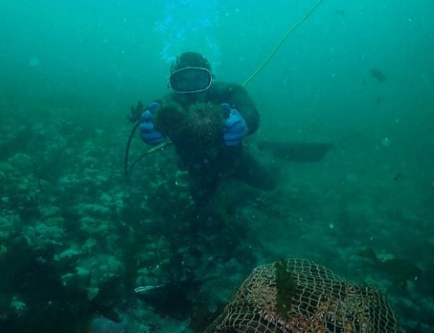 Daniel Caniullán, buzo-mariscador de las Guaitecas, insta a preservar los bosques marinos en Aysén