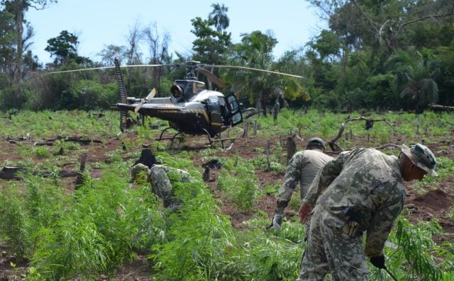 Paraguay: récord histórico de 44 mil toneladas de drogas incautadas