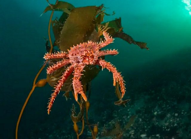 Experta destaca la importancia de conservar los bosques de macroalgas en la región de Magallanes