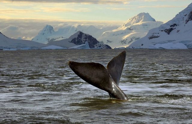 Invitan a reflexionar sobre el cuidado del mar Antártico y Patagónico