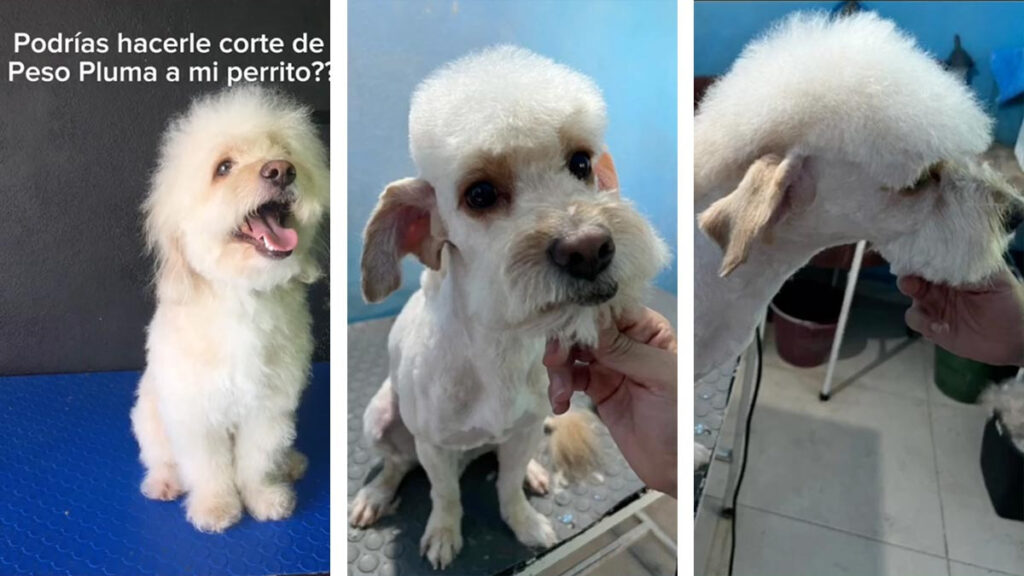 Piden El Corte De Peso Pluma Para Su Perrito Video