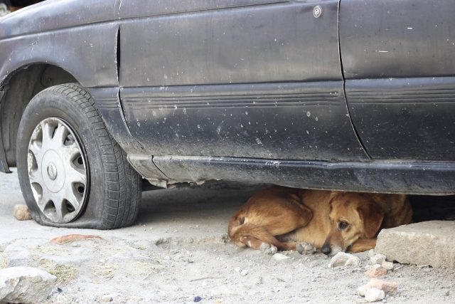 Sancionarían zoofilia en Puebla con 8 años de cárcel y 51 mil pesos