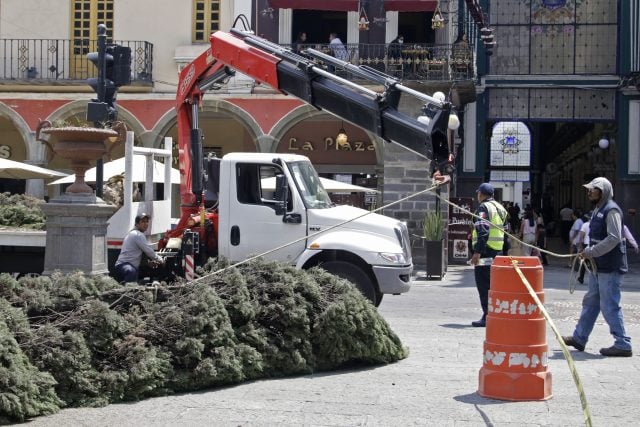 Comuna poda árboles del zócalo en pleno día mundial del Medio Ambiente