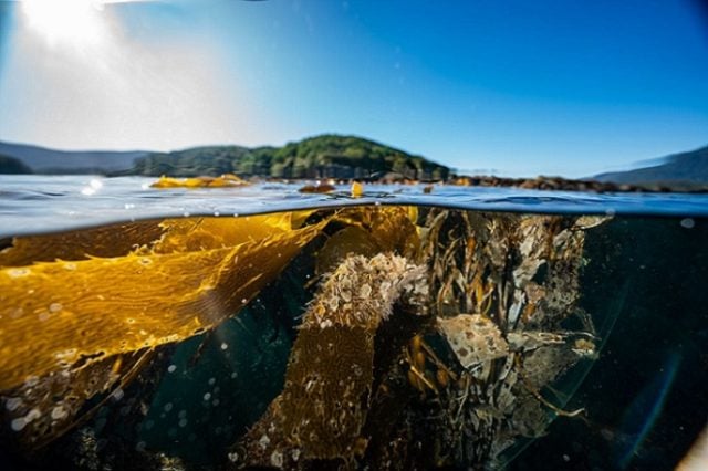 Organización ciudadana aboga por una mayor educación marina y protección de macroalgas en la región de Magallanes