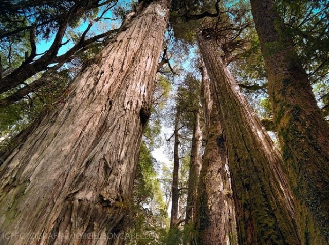 Longevas del mundo: bosque de alerce bajo amenaza por carretera pro extractivista