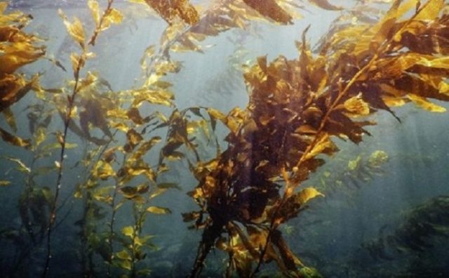 Tierra del Fuego, Patagonia Austral: una gran reserva de bosques marinos de huiro.