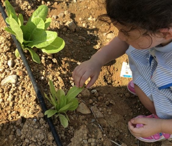 Huertas escolares y comunitarias: proyecto apuesta por un aprendizaje integral en jardines infantiles, escuelas y organizaciones