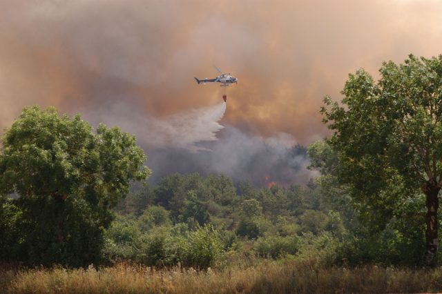 Advierten urgencia de contar con un Servicio Nacional Forestal para enfrentar impactos del cambio climático y la pérdida de biodiversidad