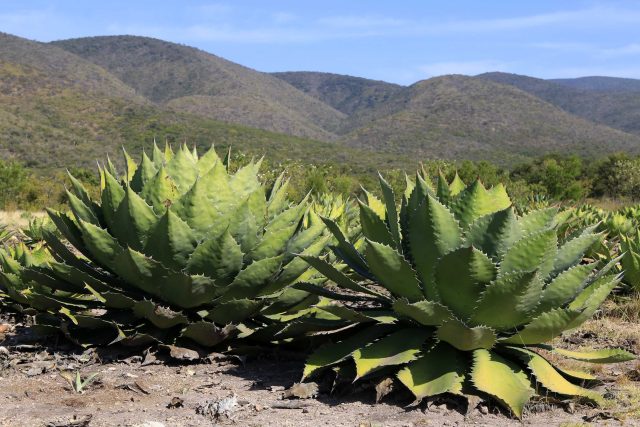 Puebla, modelo nacional de producción de mezcal: Agricultura federal