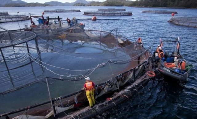 Organizaciones del sur se pronuncian por el trato de empresas salmoneras a sus trabajadores