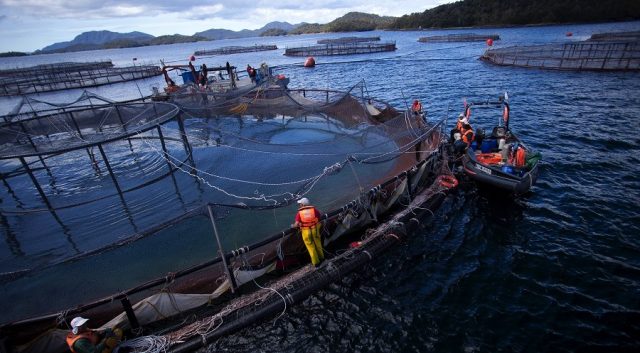 Cooke Aquaculture, el lado más oscuro de la industria salmonera: Superó en más de 6000% la producción autorizada en uno de sus centros de cultivo