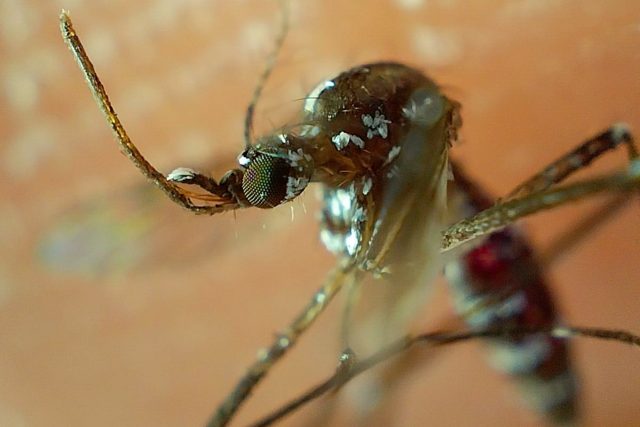 Suma Puebla 967 casos acumulados de dengue: Salud