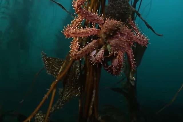 Estudio en Magallanes da cuenta de la importancia de los bosques marinos para el desarrollo de la centolla