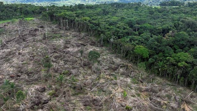 Países amazónicos fijan agenda para combatir deforestación