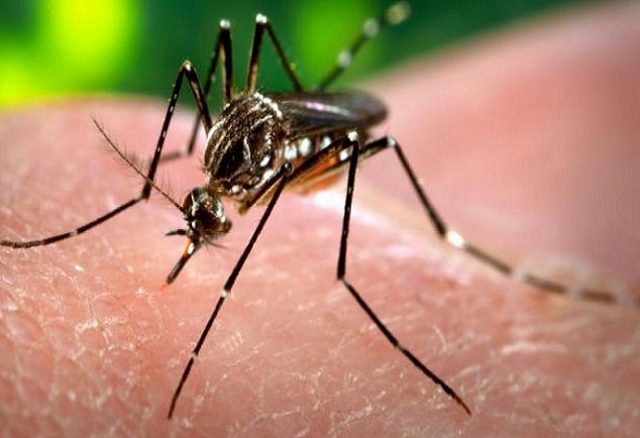 Salud reporta nuevos contagios de dengue en Puebla, suman 789