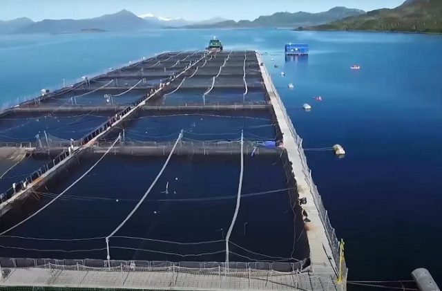 Día internacional de los Parques Nacionales: Organizaciones de Chile claman por áreas protegidas sin salmoneras