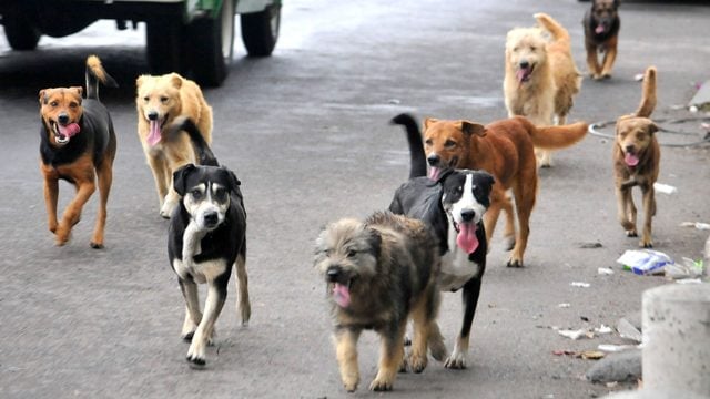 Consejo Regional de Magallanes del Colmevet denuncia envenenamiento de perros en la comuna de Porvenir