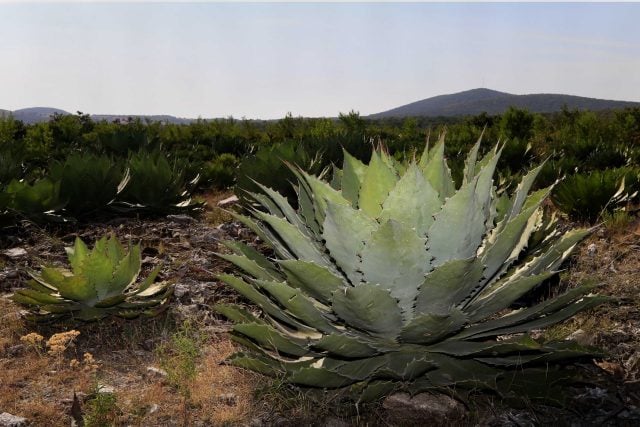 Puebla impulsará registro de 50 marcas de mezcal