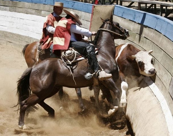 Sondeo revela que solo un 15% de la ciudadanía quiere al rodeo como deporte nacional