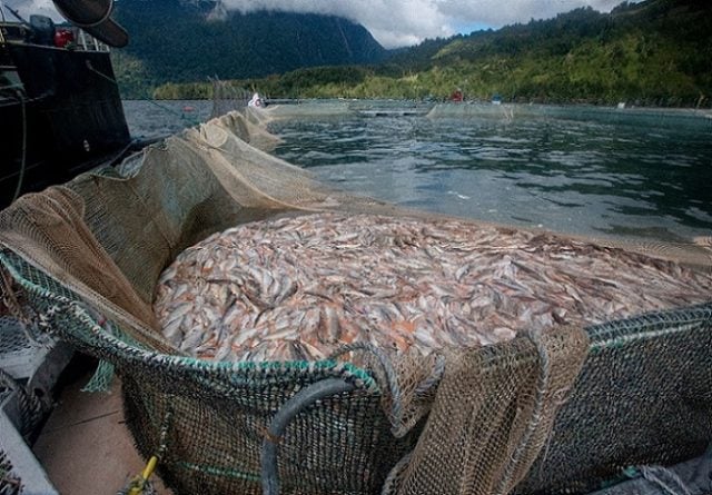 Fenómeno El Niño: Autoridades instan a empresas a tomar medidas preventivas en centros salmoneros ante eventuales catástrofes sanitarias