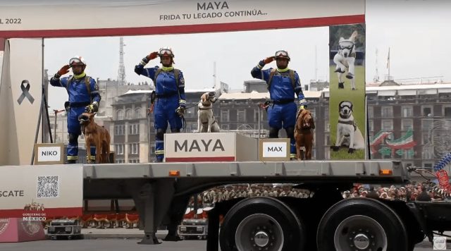 En desfile militar, Semar presenta a Maya, binomio canino rescatista