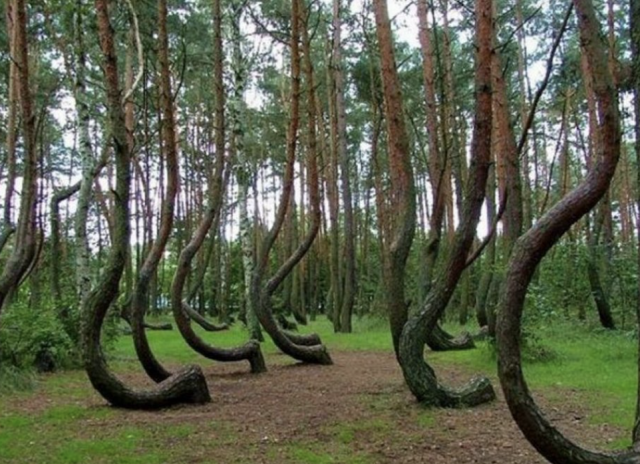 Hoia Baciu: El Bosque de árboles misteriosos y las Leyendas en Rumania