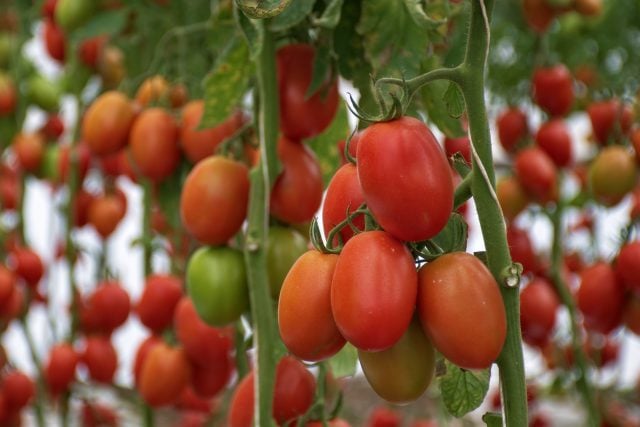 Participa de la Expo Hortícola BUAP, conoce cuándo y dónde