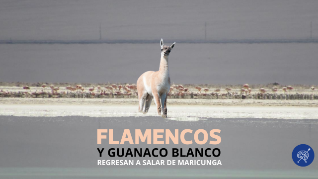 El retorno de los flamencos y del guanaco blanco al Salar de Maricunga