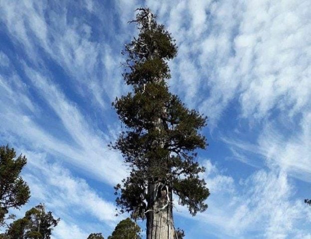 Miles de personas se han sumado a una declaración para proteger los bosques de alerce costero de la amenaza de carretera La Unión – Corral