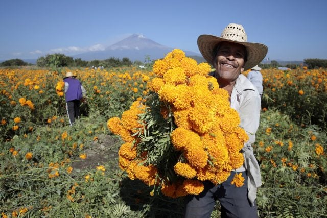 Cempasúchil, alma del Día de Muertos ¿cuánto cuesta en Puebla?