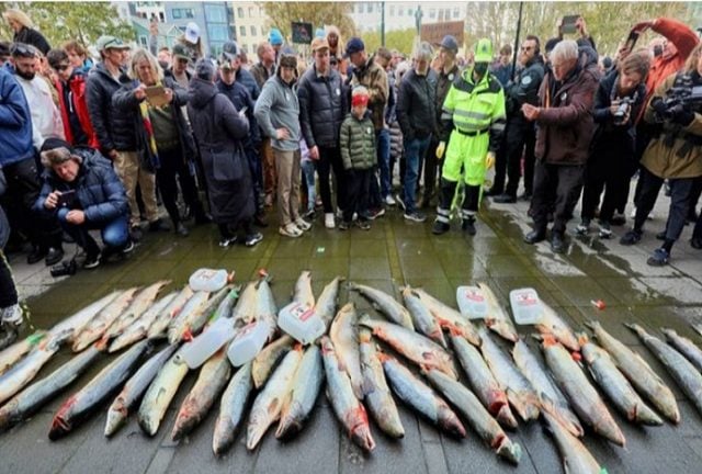 Islandia da el ejemplo: Masivas movilizaciones contra efectos de la industria salmonera y gobierno suspende nuevos permisos