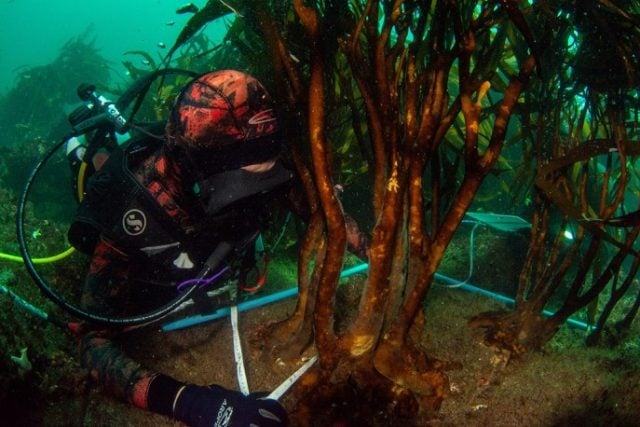 Ecosistemas bajo presión: Experto se refiere a los desafíos y soluciones para la recuperación de los bosques de algas